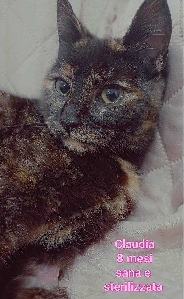 ADOTTA UN GATTINO  Foto 2