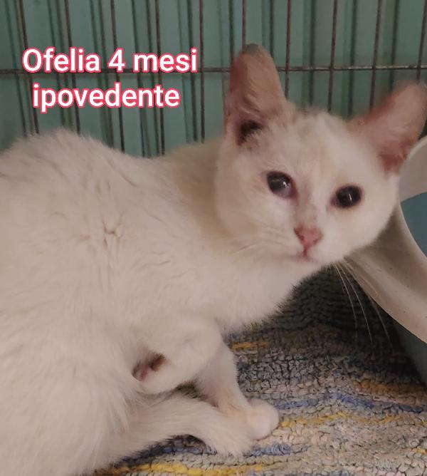 ADOTTA UN GATTINO  Foto 5