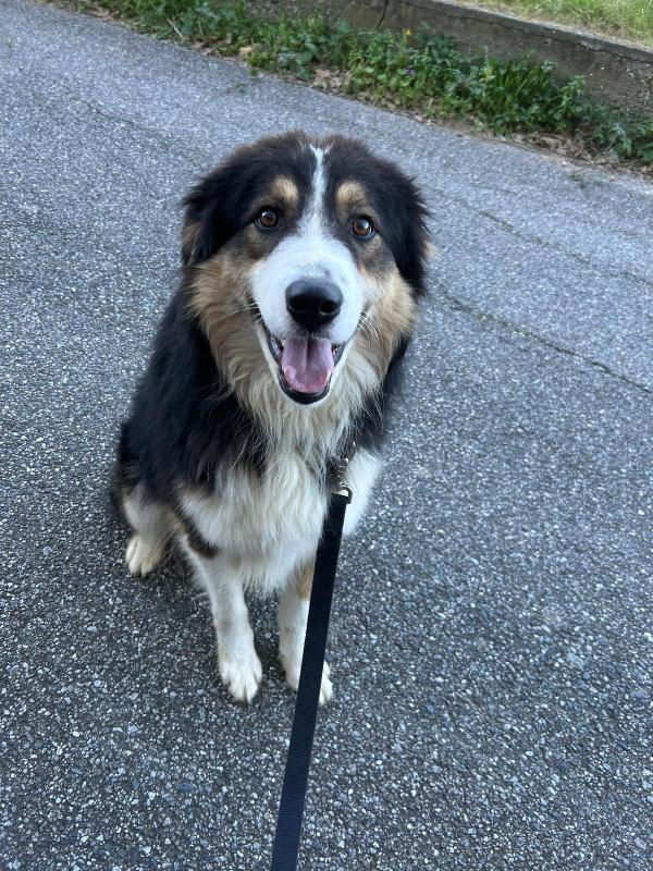 Mix Pastore Australiano Di 2 Anni