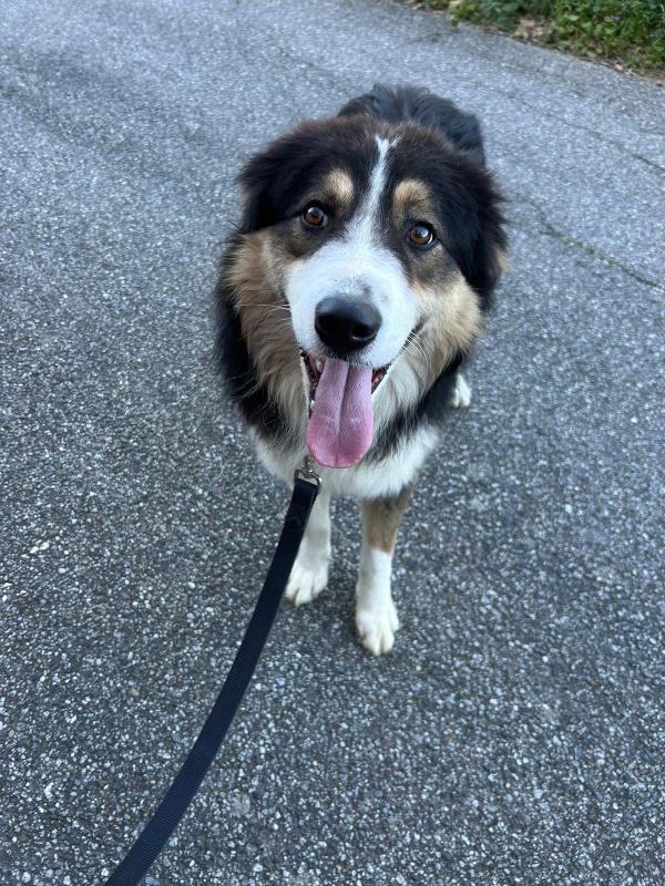 mix pastore australiano di 2 anni Foto 2