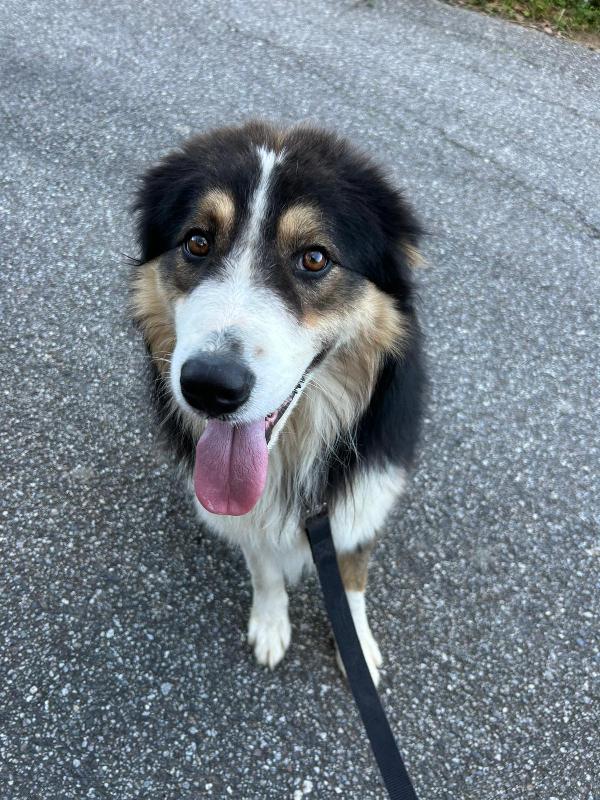 mix pastore australiano di 2 anni Foto 3