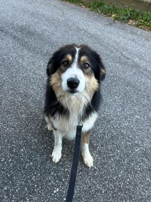 mix pastore australiano di 2 anni Foto 4