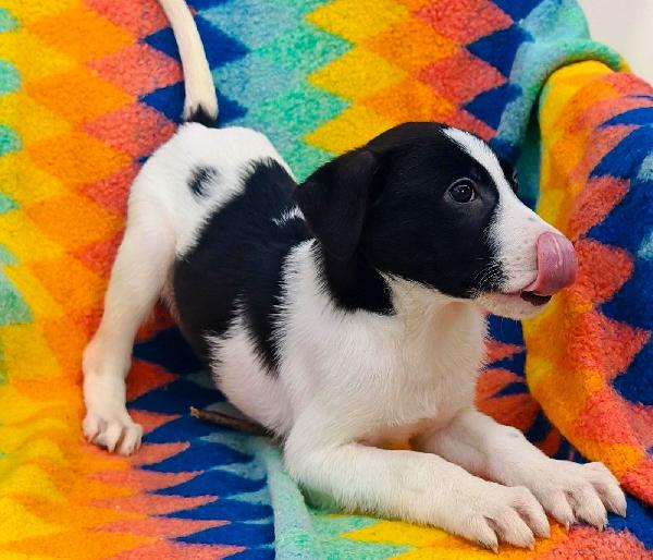 Sesamo, due mesi  Foto 2