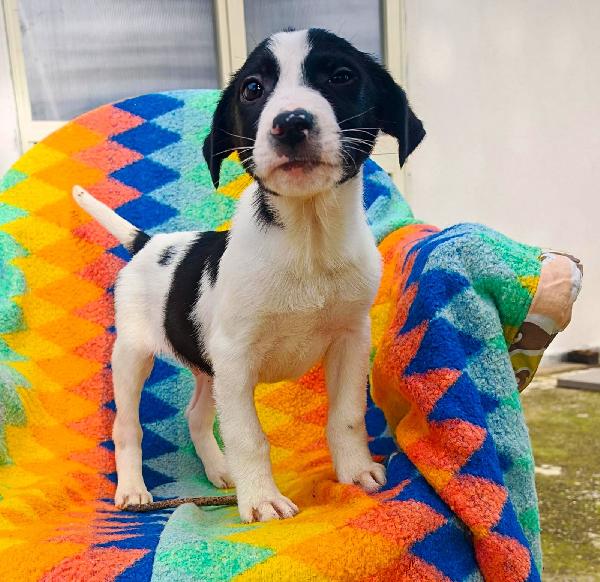 Sesamo, due mesi  Foto 4