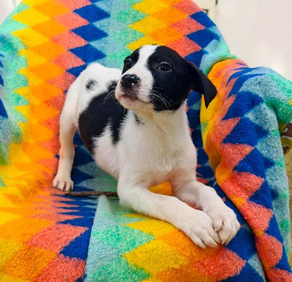 Sesamo, due mesi  Foto 5