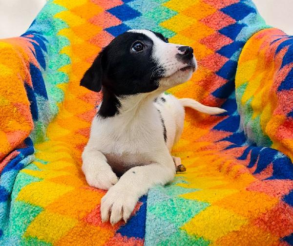 Sesamo, due mesi  Foto 6