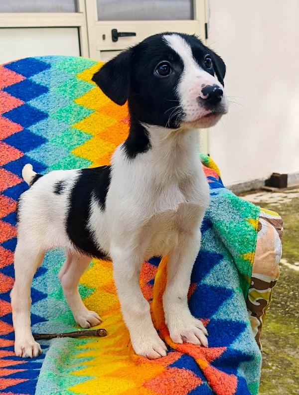 Sesamo, due mesi  Foto 7