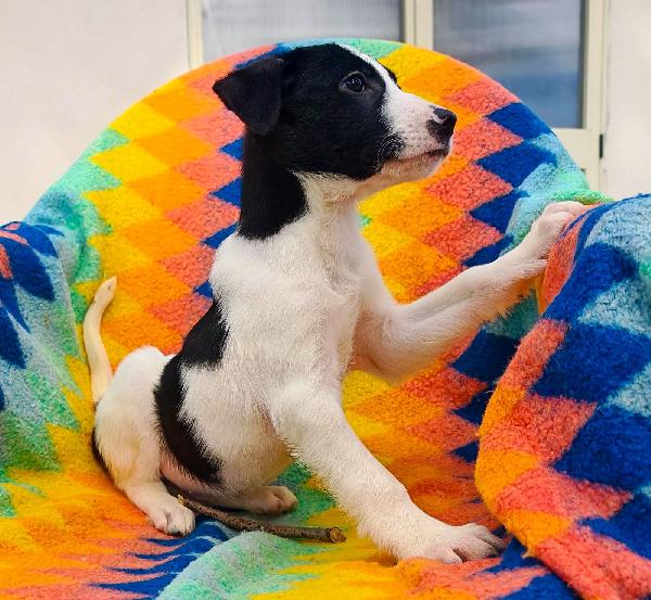 Sesamo...aspetta la sua mamma... Foto 2