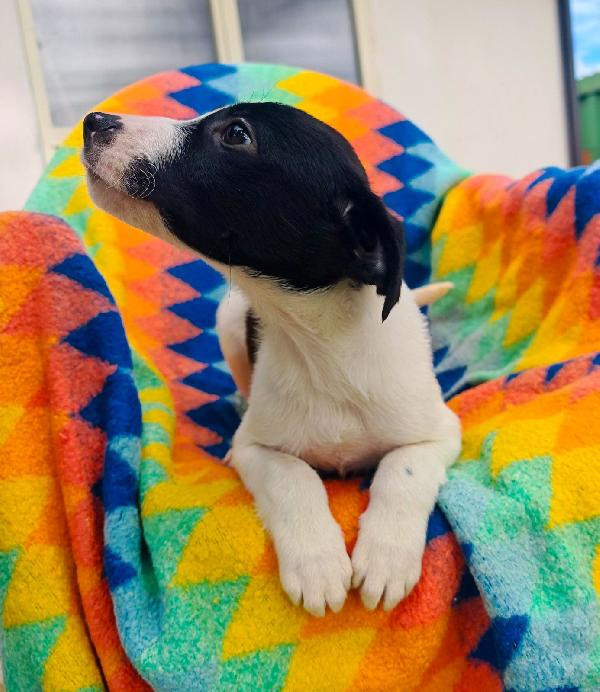 Sesamo...aspetta la sua mamma... Foto 3