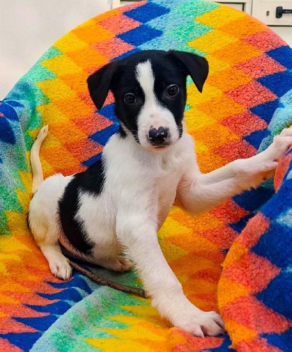 Sesamo...aspetta la sua mamma... Foto 5