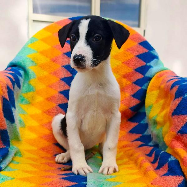 Sesamo...aspetta la sua mamma... Foto 6