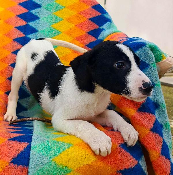 Sesamo...aspetta la sua mamma... Foto 7