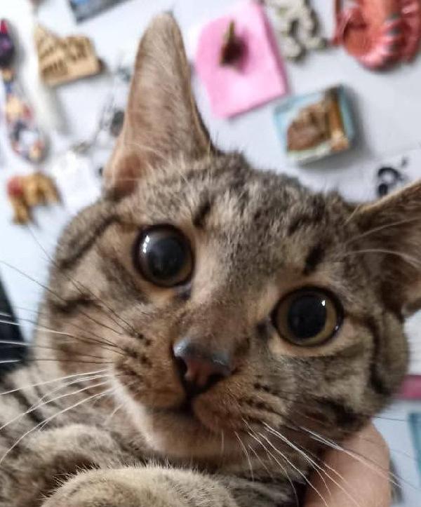 TIGRO, dolce gattino in adozione! Foto 5