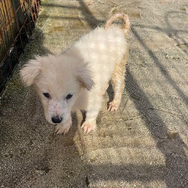 LA SPLENDIDA RUNA Foto 2