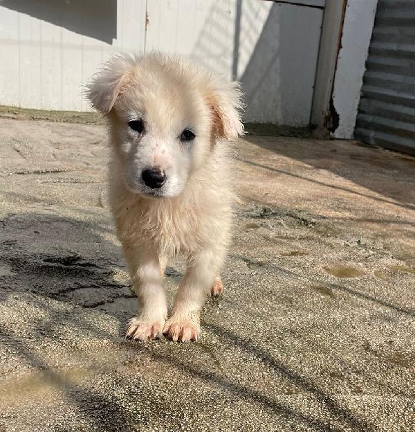 LA SPLENDIDA RUNA Foto 4