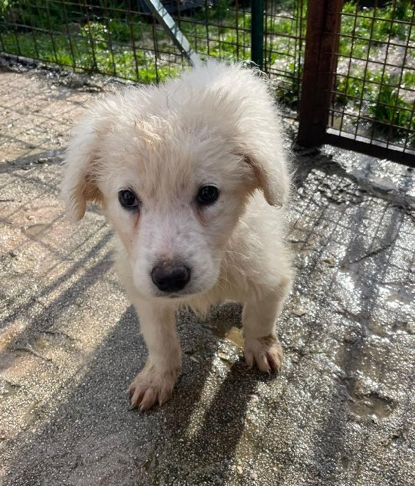 LA SPLENDIDA RUNA Foto 6