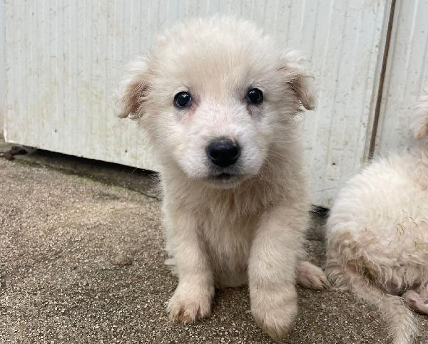 LA SPLENDIDA RUNA Foto 7