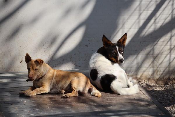 LA PICCOLA BONNIE CERCA PAZIENTE FAMIGLIA  Foto 2