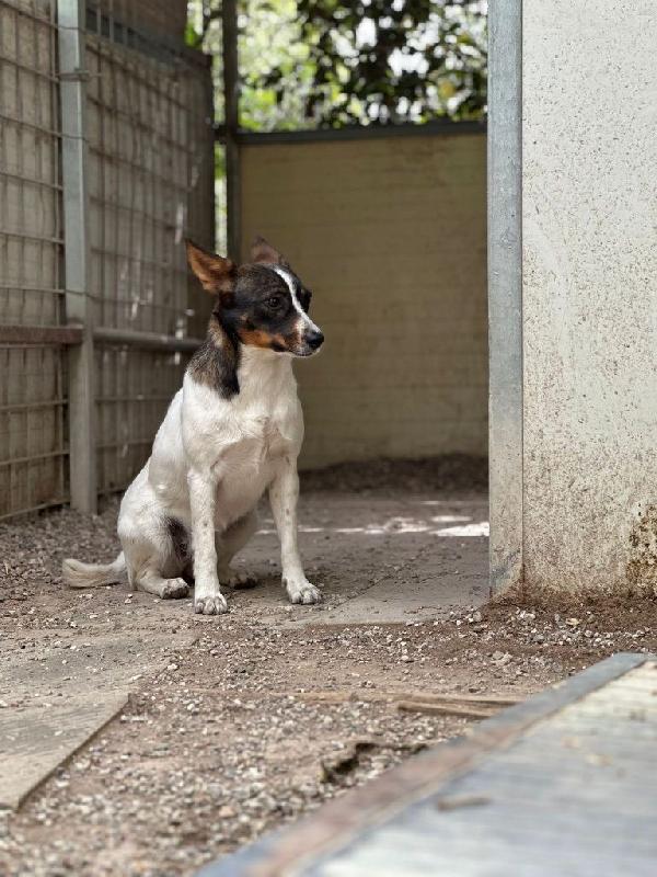 LA PICCOLA BONNIE CERCA PAZIENTE FAMIGLIA  Foto 3
