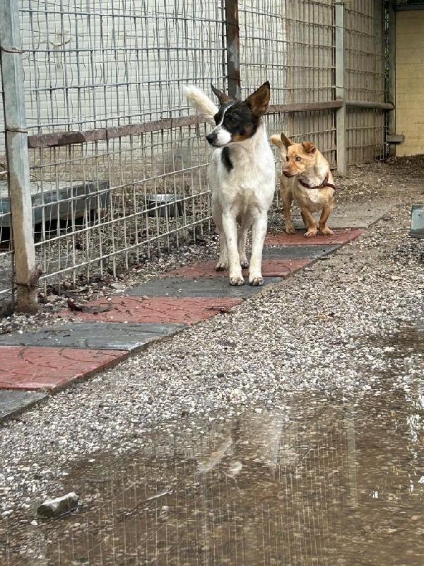 LA PICCOLA BONNIE CERCA PAZIENTE FAMIGLIA  Foto 4