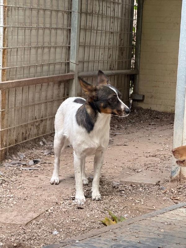 LA PICCOLA BONNIE CERCA PAZIENTE FAMIGLIA  Foto 6