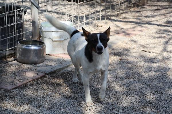 LA PICCOLA BONNIE CERCA PAZIENTE FAMIGLIA  Foto 9