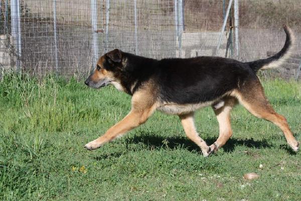 Perseo aspetta la sua opportunità  Foto 5