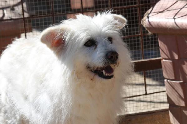 Neve una vita in canile, ma ora basta,una famiglia anche per lei. Foto 3