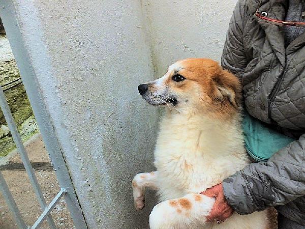 Benji Buono E Socievole