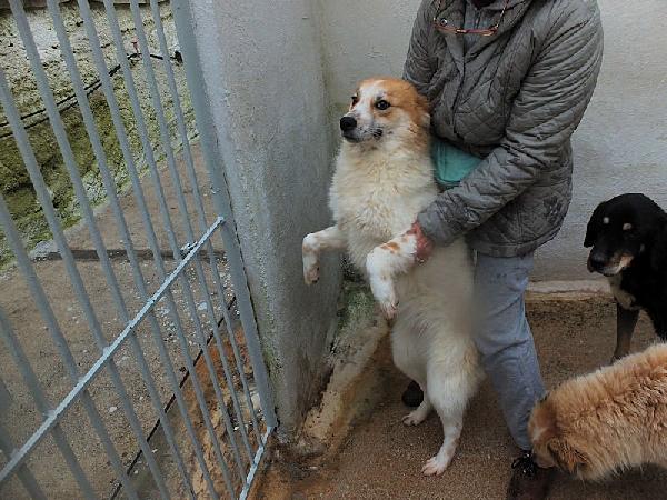 Benji buono e socievole Foto 4