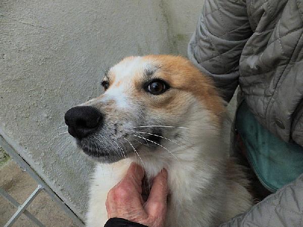 Benji buono e socievole Foto 6