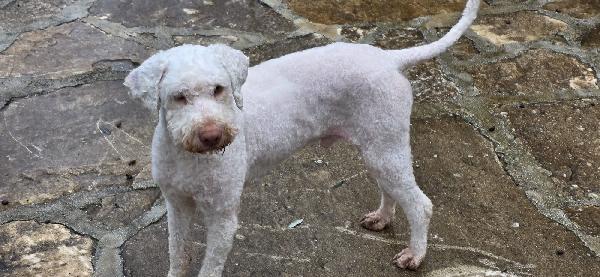 Jack lagotto romagnolo  Foto 2