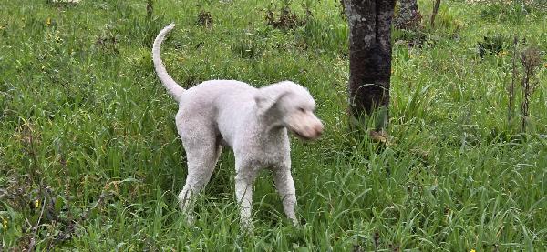 Jack lagotto romagnolo  Foto 4
