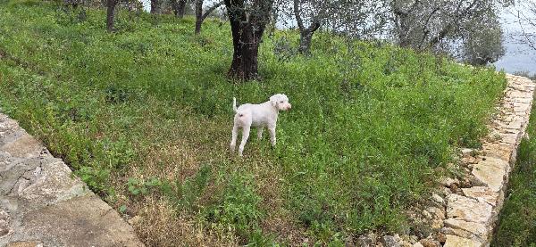 Jack lagotto romagnolo  Foto 7