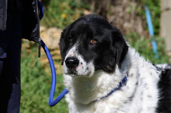 Panda Meraviglioso Cagnolone In Attesa Di Una Vita Vera.