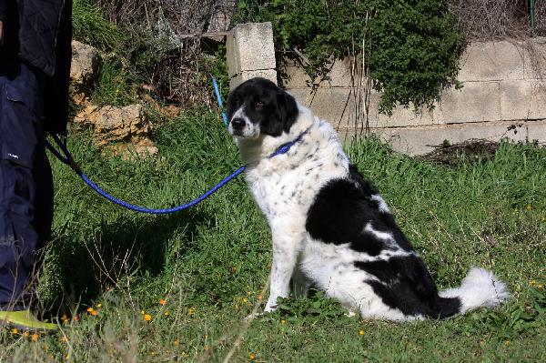 Panda meraviglioso cagnolone in attesa di una vita vera. Foto 3