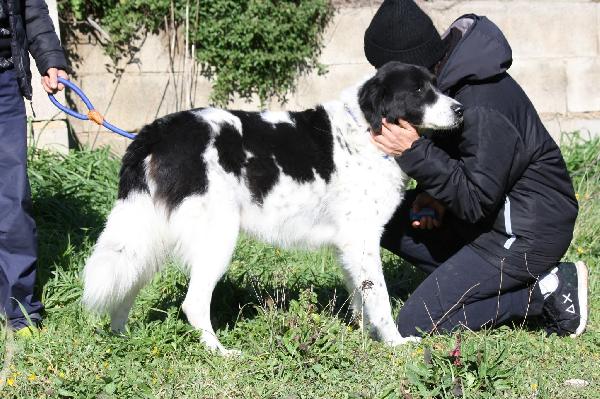 Panda meraviglioso cagnolone in attesa di una vita vera. Foto 6