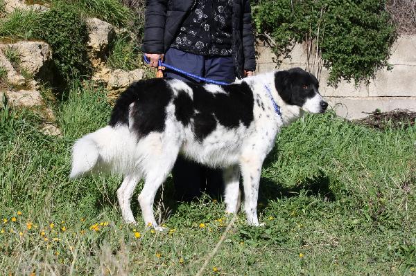 Panda meraviglioso cagnolone in attesa di una vita vera. Foto 8