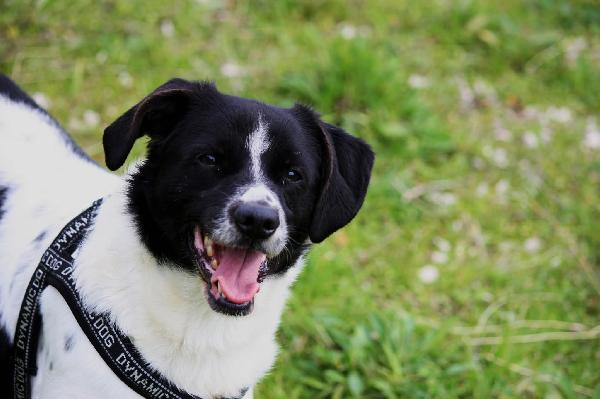 Pedro Dolce Cagnetto Di 15 Chili In Adozione 