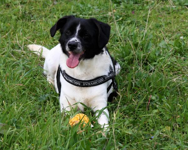 Pedro dolce cagnetto di 15 chili in adozione  Foto 2