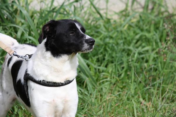 Pedro dolce cagnetto di 15 chili in adozione  Foto 4