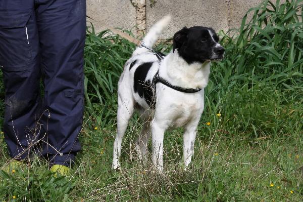 Pedro dolce cagnetto di 15 chili in adozione  Foto 6