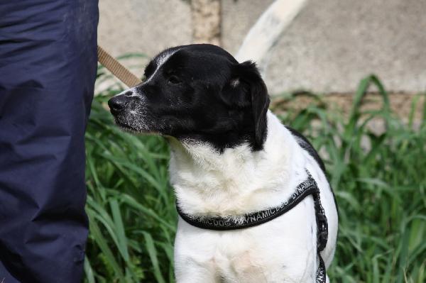 Pedro dolce cagnetto di 15 chili in adozione  Foto 7