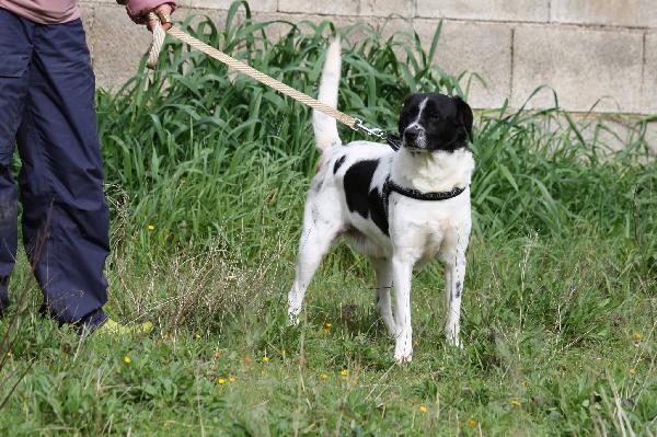 Pedro dolce cagnetto di 15 chili in adozione  Foto 8