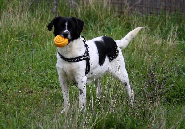 Pedro dolce cagnetto di 15 chili in adozione  Foto 9