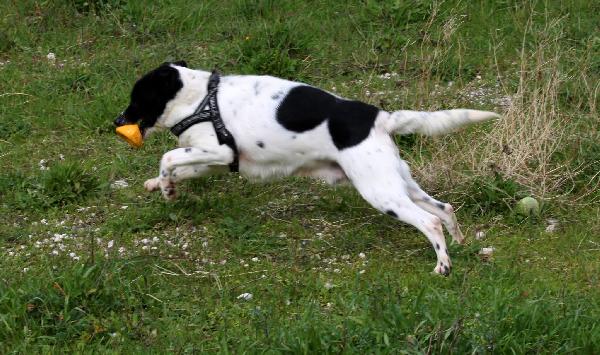 Pedro dolce cagnetto di 15 chili in adozione  Foto 11