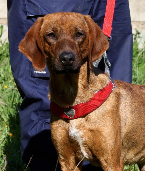 Giordan Uno Splendore Chiuso In Canile 