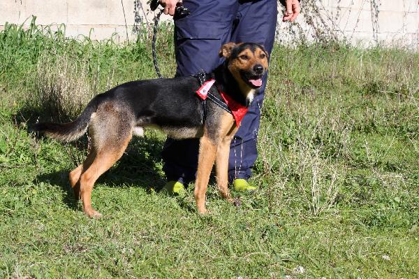 Morbidello Cagnolino Dolcissimo E Giocherellone In Adozione 