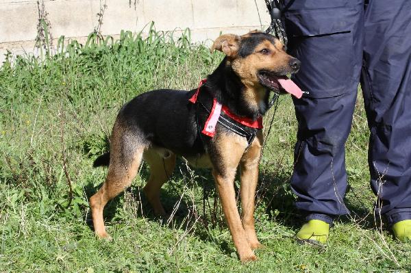 Morbidello cagnolino dolcissimo e giocherellone in adozione  Foto 2