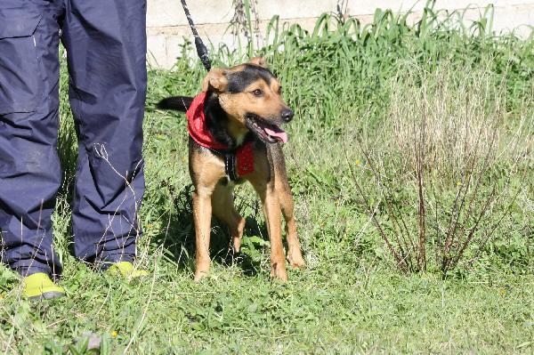 Morbidello cagnolino dolcissimo e giocherellone in adozione  Foto 3
